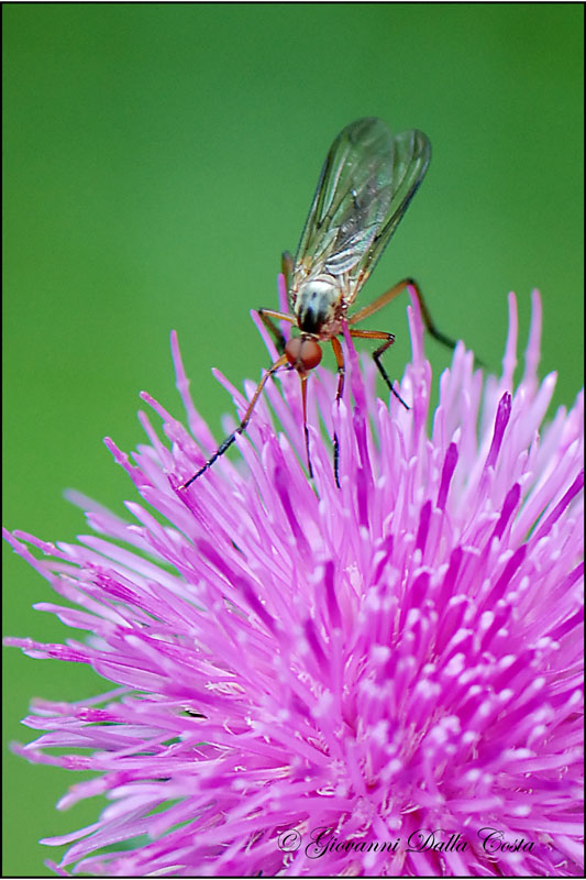 Empis sp.